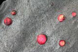 Plate of Twenty Red Embers Garnets in Graphite - Massachusetts #127800-1
